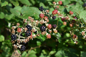 Brombeeren, Rubus, Frucht in unterschiedlichen Reifestadien von grün bis schwarz