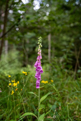 Foxglove flower in the forest