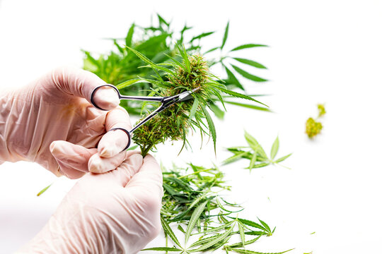 Person with Scissors Trimming Cannabis Plant.