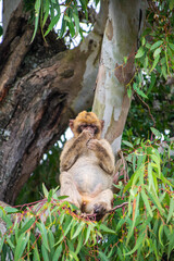 Photo of a wild macaque in Gibraltar sitting on top of a tree. Free monkey. 