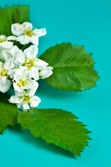 Flowers and leaves of hawthorn (Crataegus), also known as quickthorn, thornapple, May-tree, whitethorn or hawberry on a blue background.