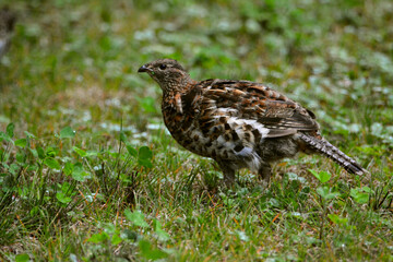 Partridge (Ruffed Grouse) in Canadian forest in Quebec