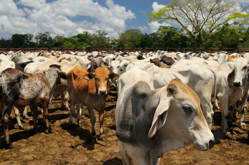 Herd of young Brahman bulls in a pen in Costa Rica