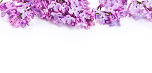 Blossoming branch of lilac (Syringa vulgaris). Violet flowers isolated on a white background. Macro photography.
