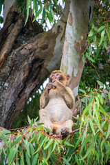 Photo of a wild macaque in Gibraltar sitting on top of a tree. Free monkey. 
