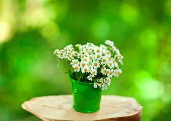 Achillea salicifolia flowers in a green bucket on a green sunny bokeh background.
