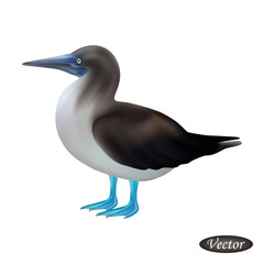 Blue footed booby isolated on white background. Realistic Sula nebouxii. Vector illustration 3D. Beautiful natural bird. Macro icon american bird with blue footed. 