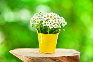 Wooden stump with achillea salicifolia flowers in a yellow bucket on a green sunny bokeh background.