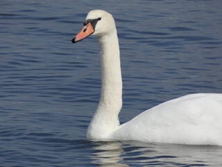 Obraz premium Mute swan (Cygnus olor) swimming in the Bay of Gdansk, Poland