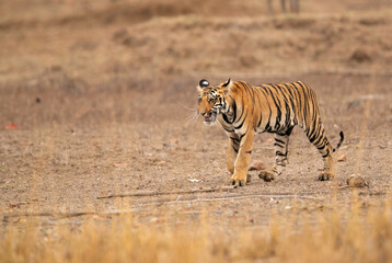 Fototapeta premium Tigress Choti Tara walking at Tadoba Andhari Tiger Reserve, India