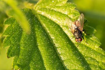 Fototapeta premium Fliege im Morgentau 
