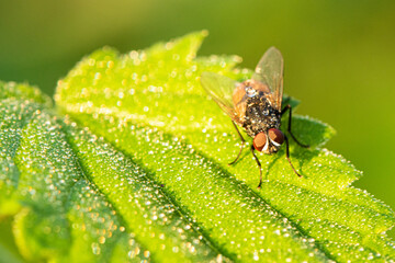Naklejka premium Fliege im Morgentau 