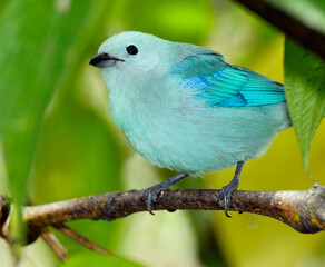 Blue-gray Tanager Thraupis episcopus songbird close up in Costa Rica