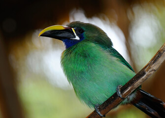 Emerald Toucanet Aulacorhynchus prasinus with halo of blurred light in Costa Rica