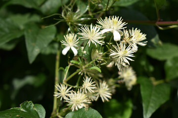 Gewöhnliche Waldrebe, Clematis vitalba, weiße Blüte