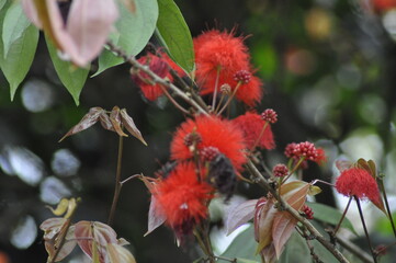 Fruto - flor | Jardin botánico