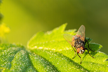 Fliege im Morgentau 