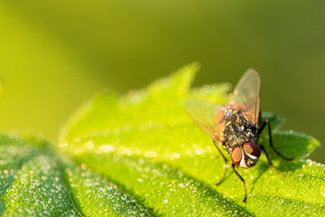 Fliege im Morgentau 