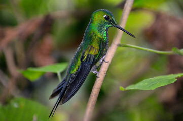 Male Green Crowned Brilliant humingbird perched on a branch in Costa Rica