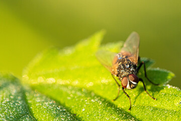 Naklejka premium Fliege im Morgentau 