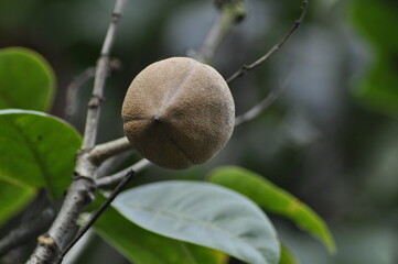 Fruto - flor | Jardin botánico
