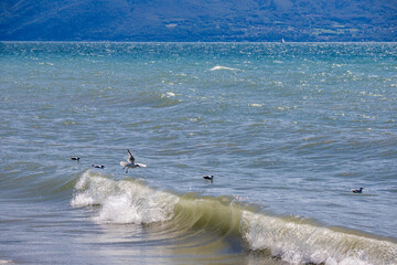 Seagull in water. Black headed gull swimming against waves in summer. Chroicocephalus ridibundus. Lake Geneva, Switzerland.