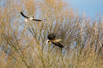Seeadler