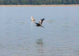Fototapeta na wymiar birds pelikan at the lake
