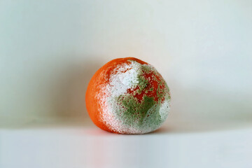 Moldy citrus, orange