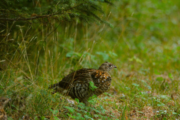 Partridge (Ruffed Grouse) in Canadian forest in Quebec