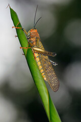 Adult orange yellow grasshopper locust on curled leaf in Costa Rica
