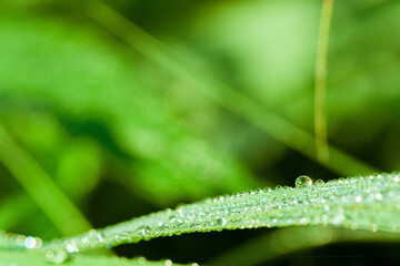 Naklejka premium Morgentau - Banner