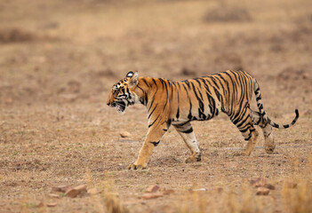 Fototapeta na wymiar Tigress Choti Tara cub, Tadoba Andhari Tiger Reserve, India
