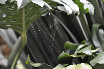 Telaraña - Jardin Botánico