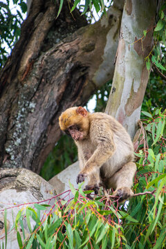 Photo of a wild macaque in Gibraltar sitting on top of a tree. Free monkey. 