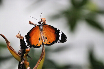 butterfly on a flower