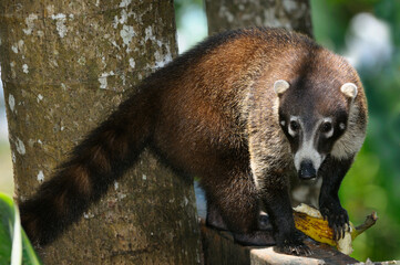 White Nosed Coati Nasua Narica eating banana in Costa Rica