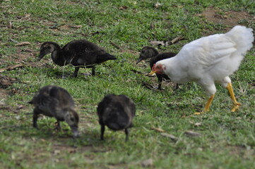 Campo | Aves - gallina y polluelos 