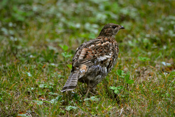Partridge (Ruffed Grouse) in Canadian forest in Quebec