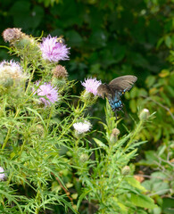 butterfly on a flower