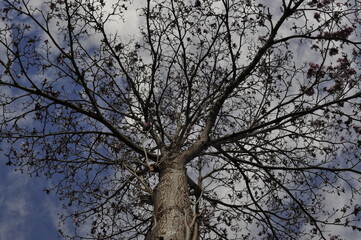 Campo | arbol