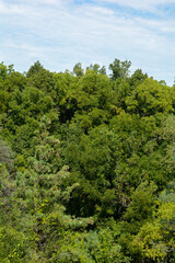 green forest and blue sky