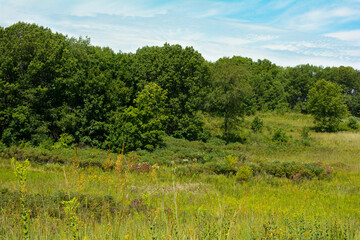 landscape with trees