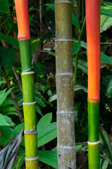 Close up of the red stalks of a Lipstick Palm in a tropical garden Costa Rica