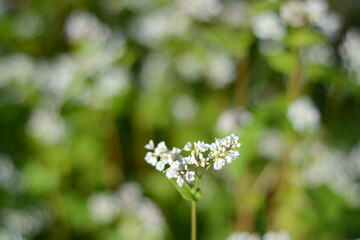 White flowers of blooming buckwheat close up