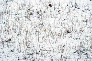 Winter background with snow-covered dry grass and fallen leaves