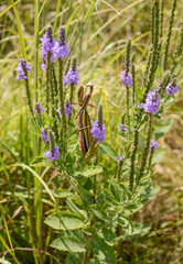 praying mantis in flowers