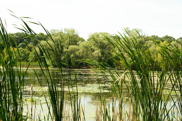 Fototapeta premium grass and water