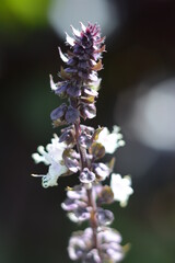 Purple spiced basil blossoms in the garden