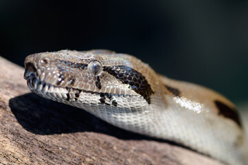 Close up of a wild boa constrictor waiting for prey on a log in Costa Rica